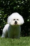 BICHON FRISE 628